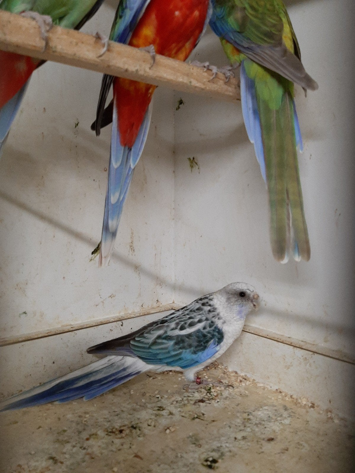 rosella blauwserie, Meerdere dieren, Parkiet, Geringd