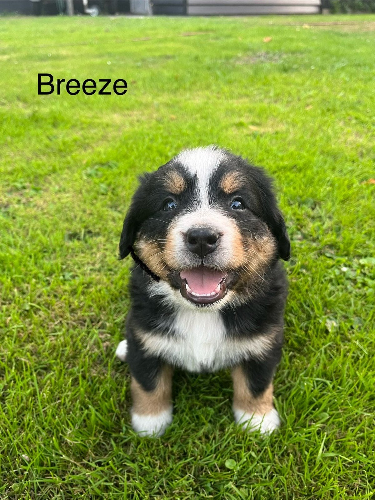 Berner sennen pup, Parvo, 8 tot 15 weken, Meerdere, Meerdere dieren