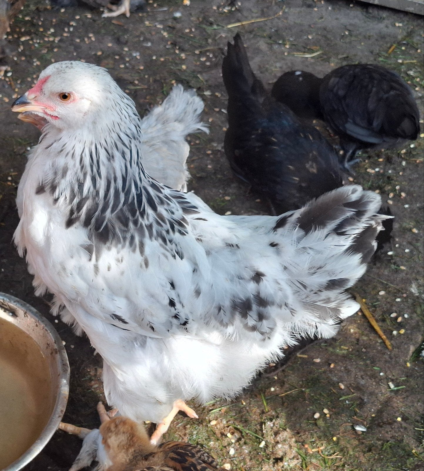 Brahma groot Columbia hen + haan, Dieren en Toebehoren, Pluimvee, Meerdere dieren, Kip