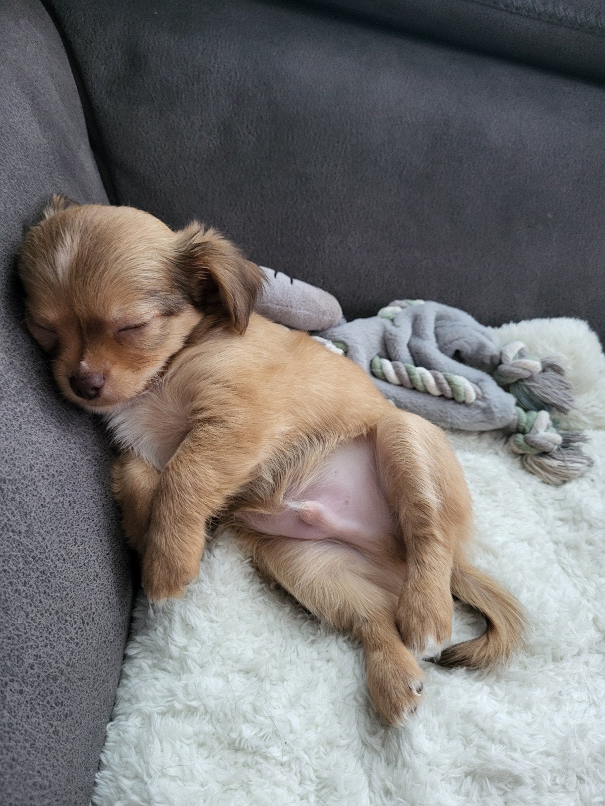 Kruising Chihuahua en Cavelier King Charles Spaniel., Reu, Eén hond, Chihuahua, Nederland