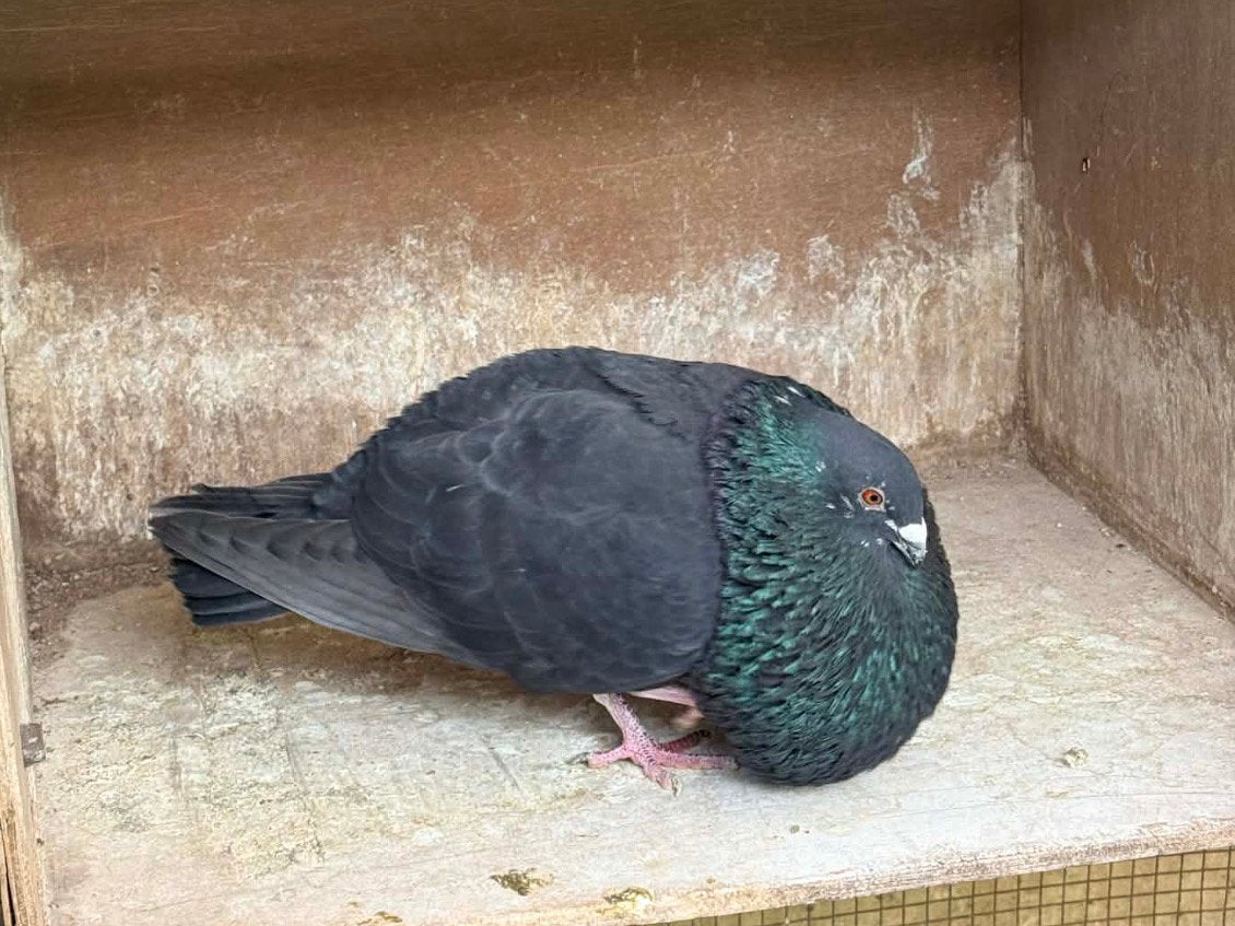 Gaditano’s, Dieren en Toebehoren, Meerdere dieren, Kropper