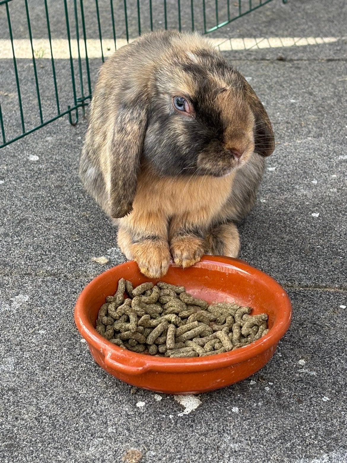 Mini lob, Mannelijk, Mei, Overige typen, Tam