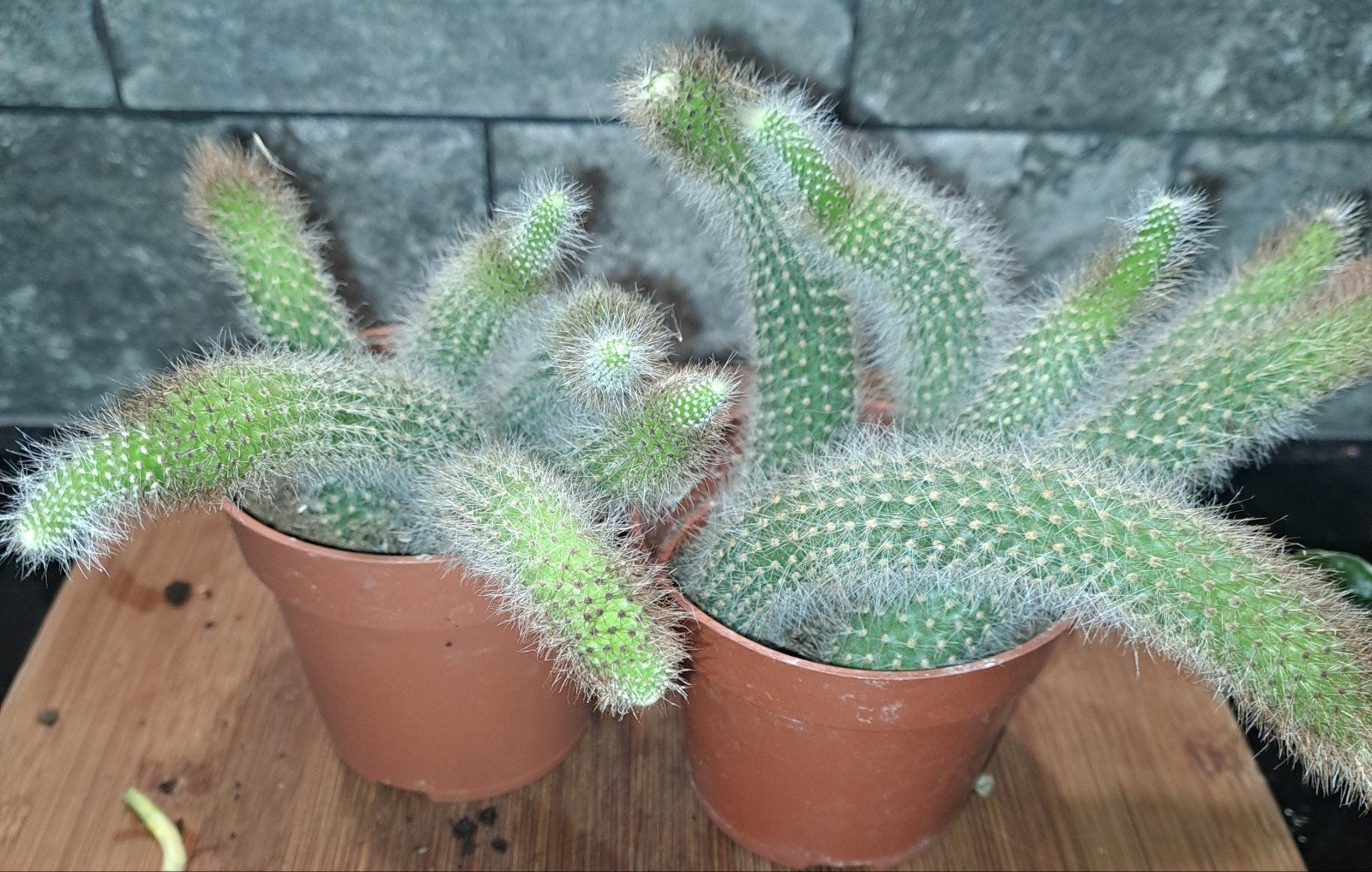 Monkeytail Cactus, Ophalen of Verzenden, Cactus, Volle zon, Minder dan 100 cm