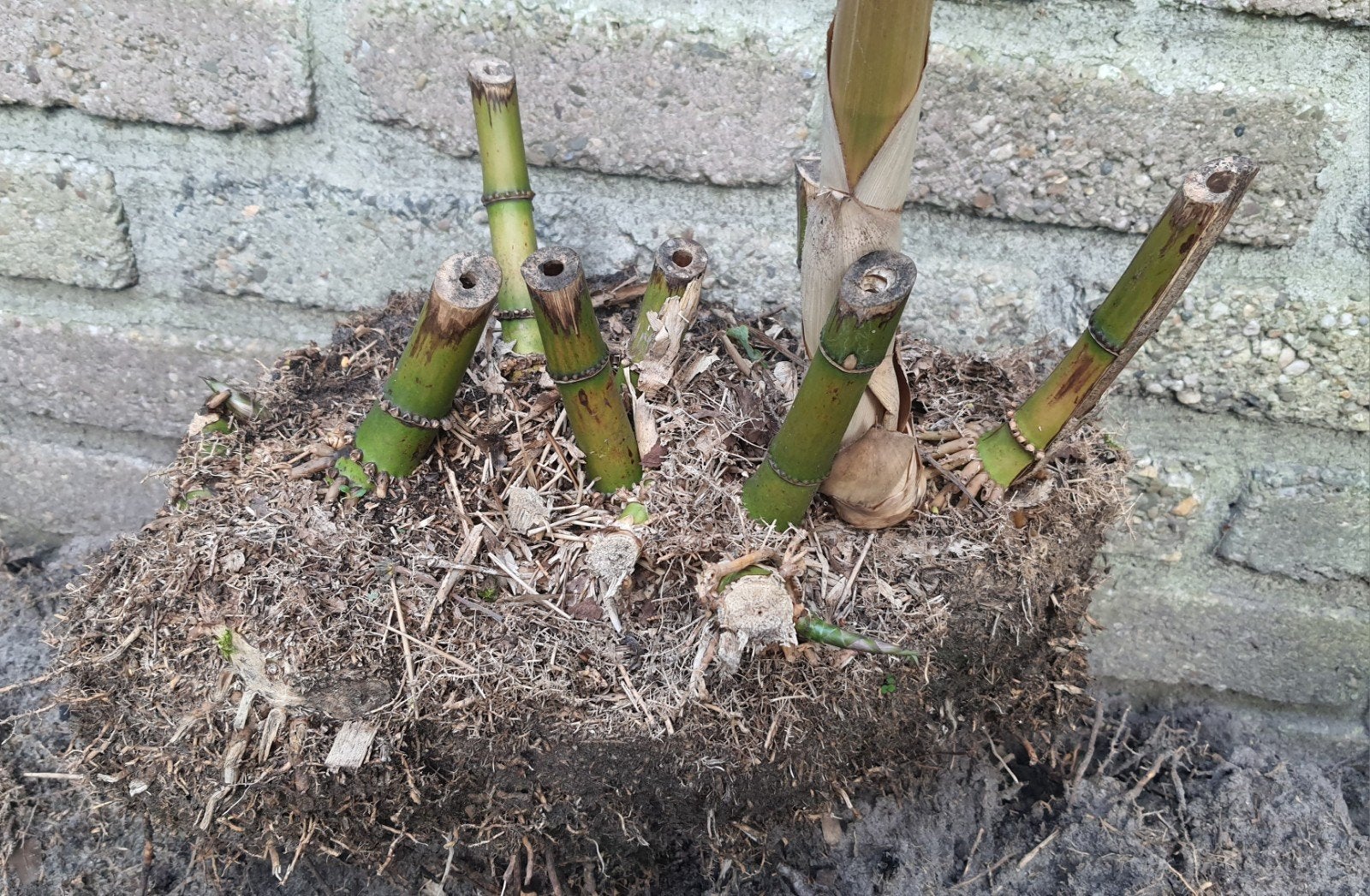 Brachystachyum densiflorum bamboe kluiten – polvormend, Tuin en Terras, Planten | Tuinplanten, Volle zon, Vaste plant, Bloeit niet