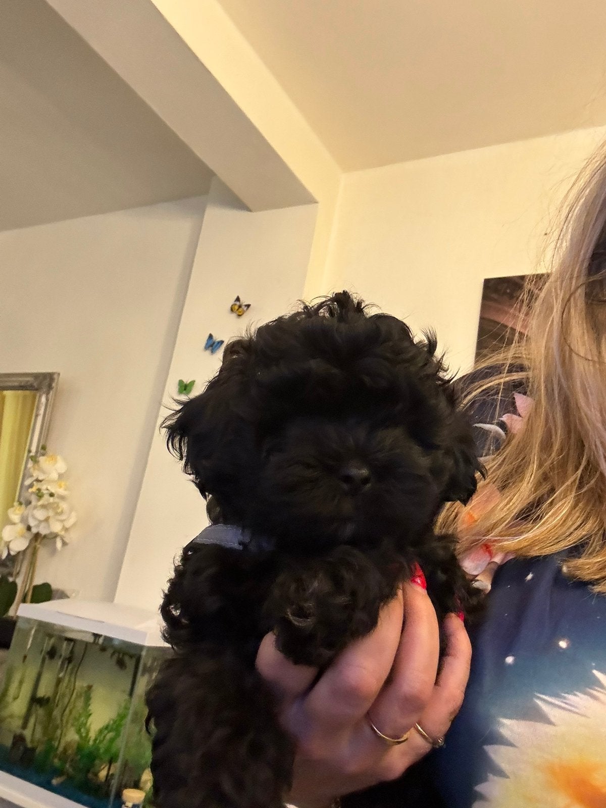 Shih-tzu / Maltezer + toypoedel nog 1 beschikbaar, Overige rassen, 8 tot 15 weken, Parvo, Meerdere