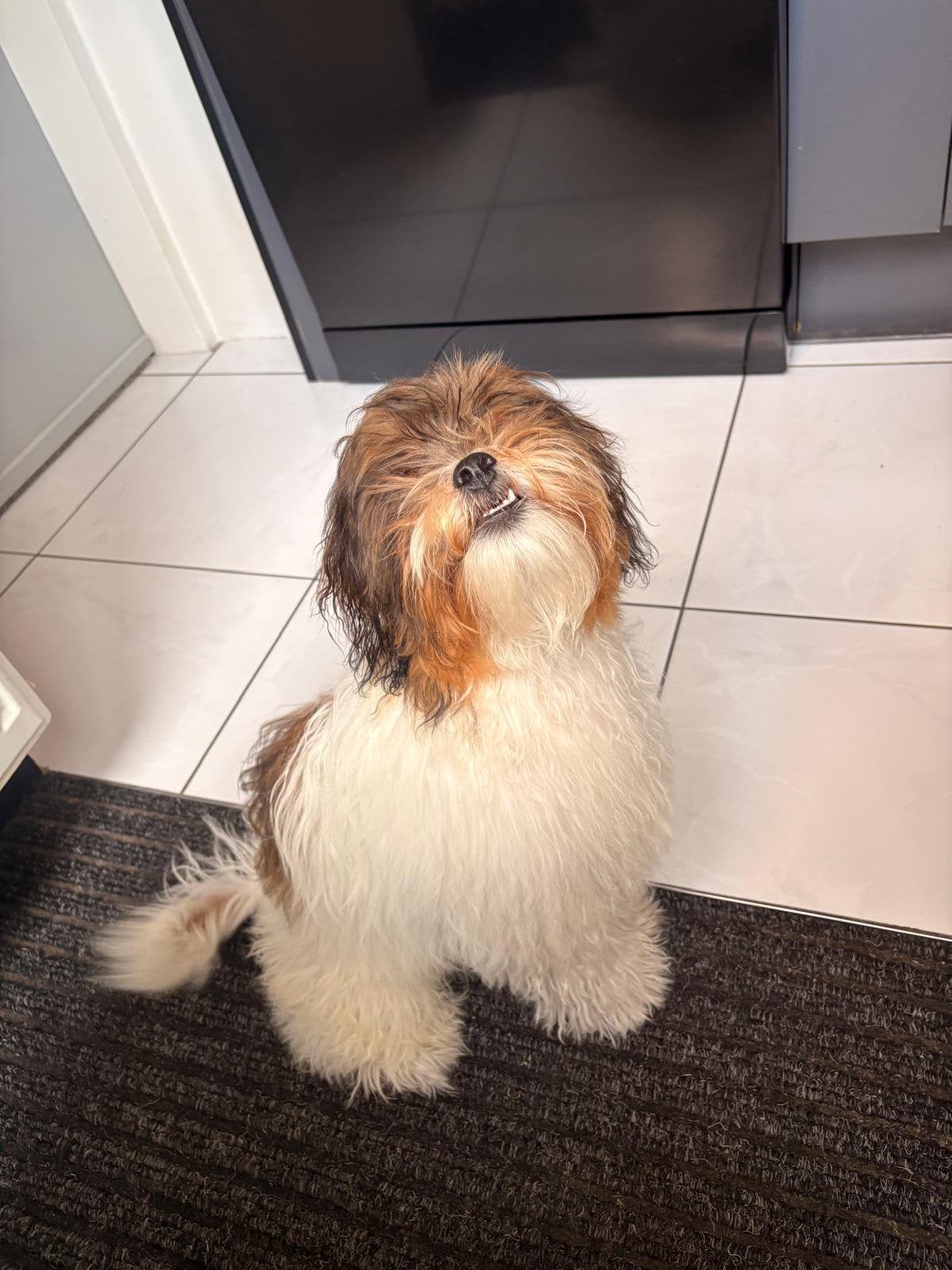 Shipoo 8 maanden oud, Dieren en Toebehoren, 15 weken tot 1 jaar, CDV (hondenziekte), Eén hond, Nederland