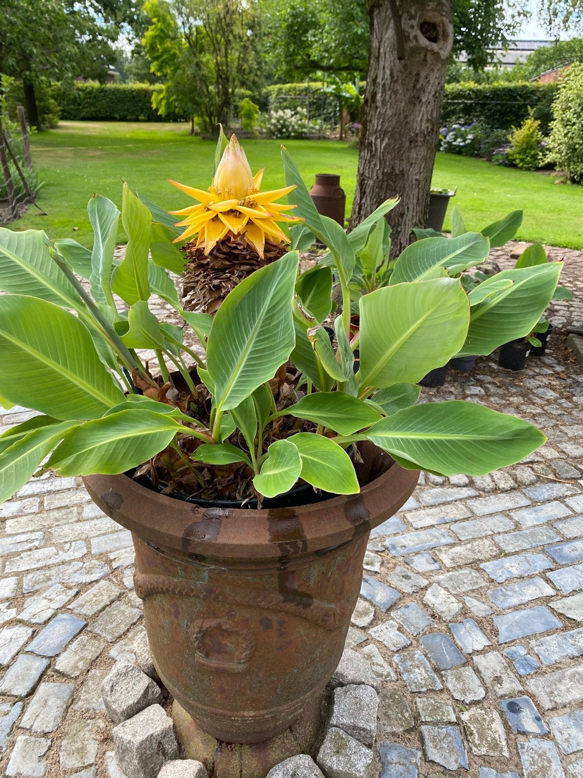 Bananenplant Musella Lasiocarpa, Tuin en Terras, Planten | Tuinplanten, Ophalen, Overige soorten, Volle zon