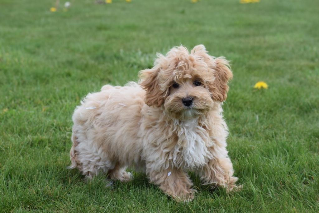 Maltipoo pups verschillende kleuren, 15 weken tot 1 jaar, Buitenland, Parvo, Meerdere