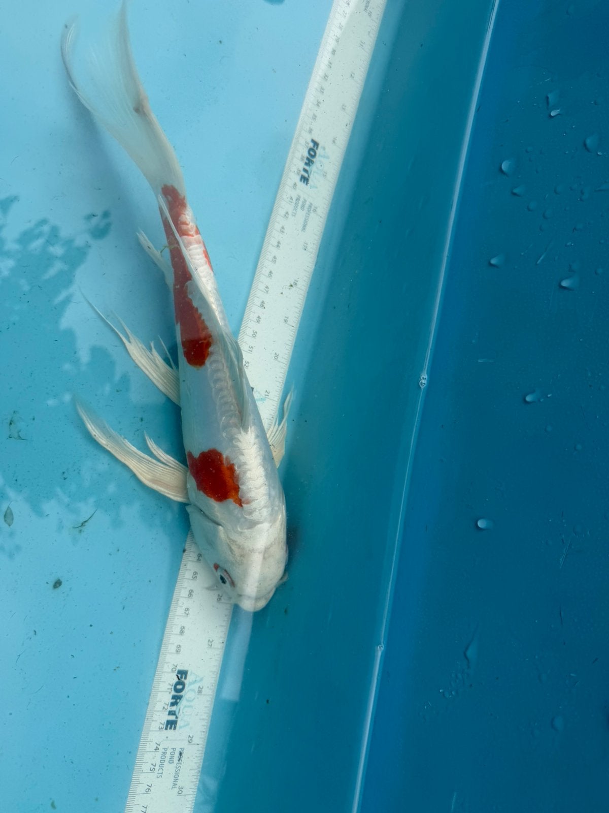 Vlinder koi, Karper of Koi