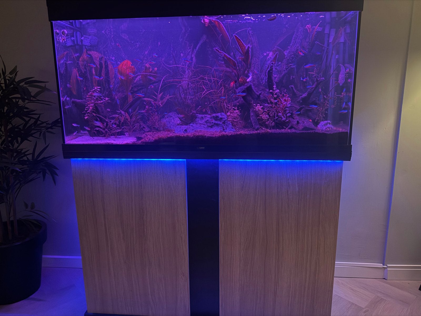Mooi zeer compleet aquarium, Ophalen, Inclusief vissen, Overige merken, Gevuld zoetwateraquarium