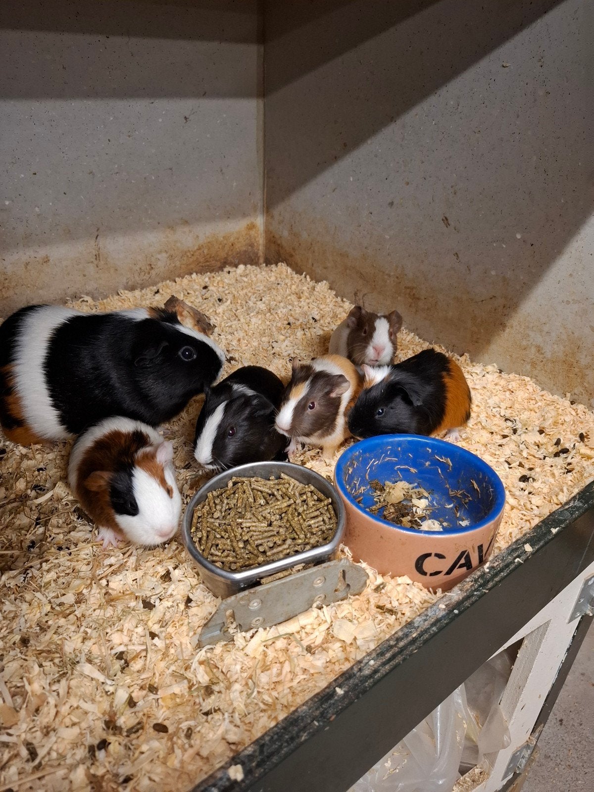 Mooie cavia's in verschillende kleuren, Dieren en Toebehoren, Knaagdieren, Maart, Meerdere dieren, Cavia