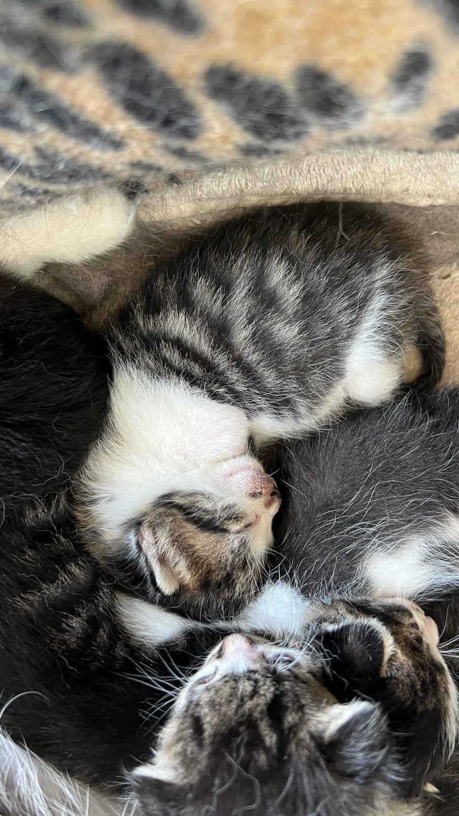 10 lieve kittens zoeken een nieuw thuis, Dieren en Toebehoren, Katten en Kittens | Raskatten | Korthaar, Meerdere dieren