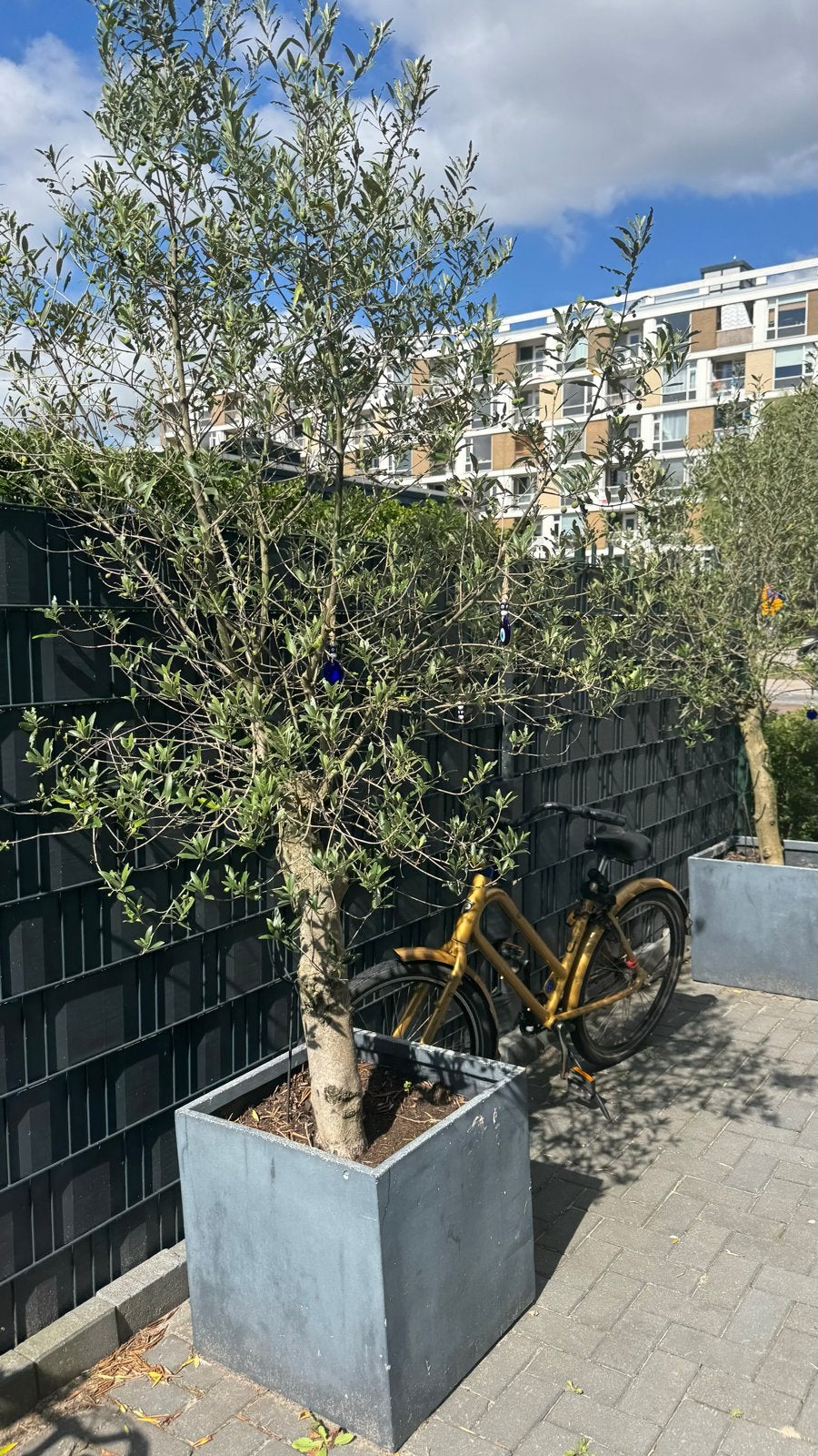 Prachtige Olijfbomen voor uw tuin of terras, Volle zon, Vaste plant, Bloeit niet, Ophalen