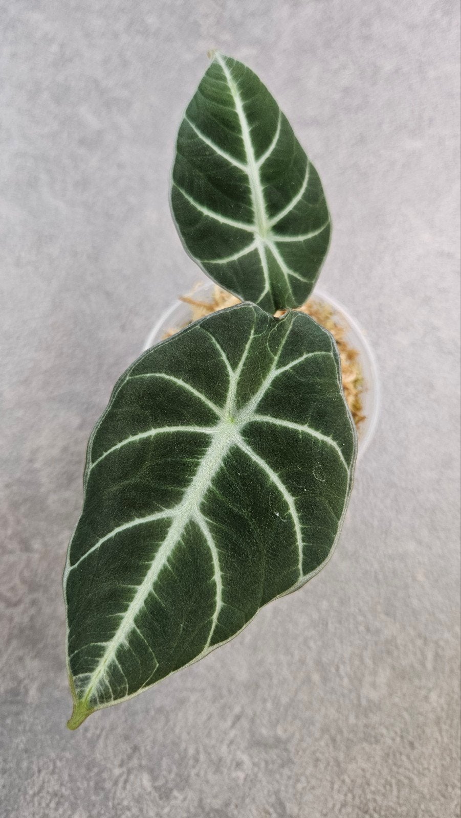Alocasia reginula 'Black Velvet', Ophalen of Verzenden, Halfschaduw, Minder dan 100 cm