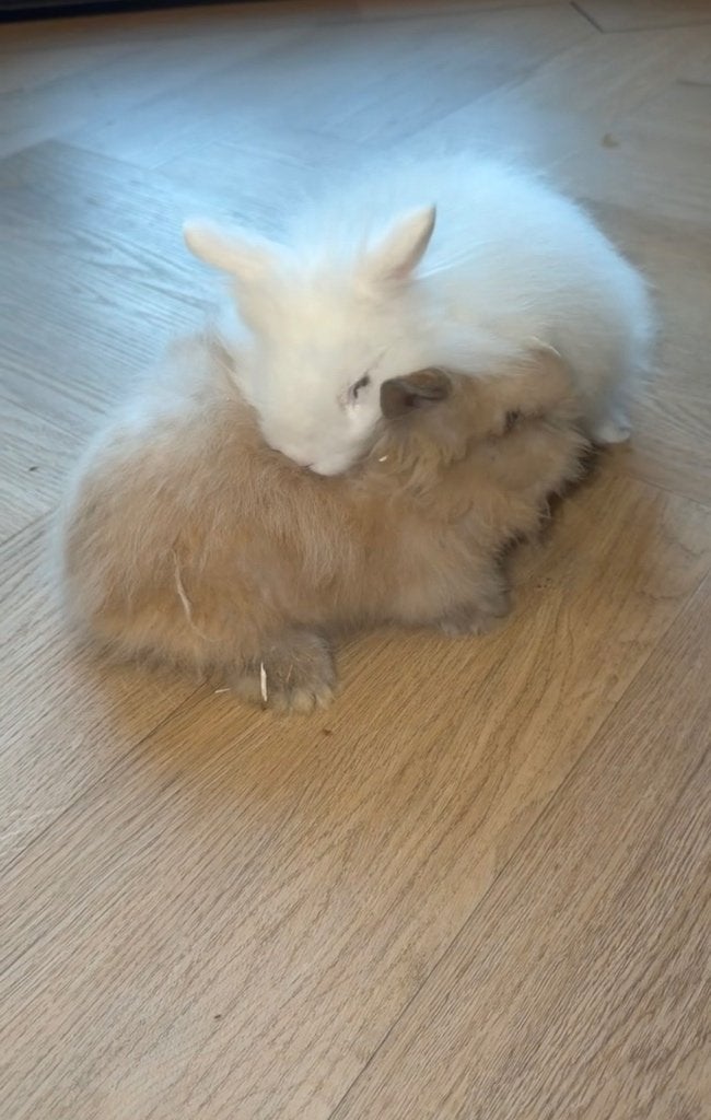 Teddy dwerg voedster & gecastreerd/chipte ram, Meerdere dieren, Dwerg, 0 tot 2 jaar