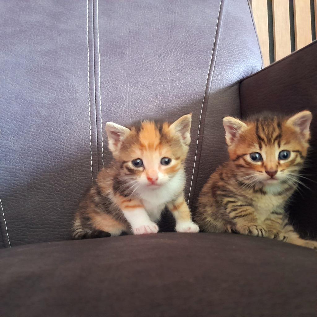 Prachtige, lieve kittens van een rustige moederpoes, Dieren en Toebehoren, Meerdere dieren, Kortharig, 0 tot 2 jaar