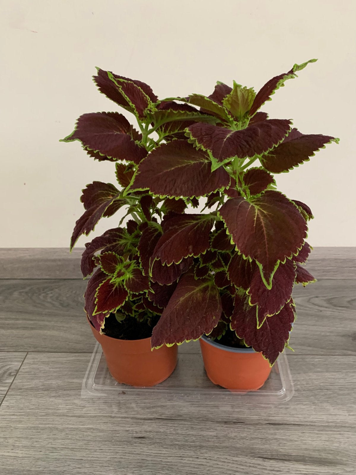 Coleus planten, Ophalen of Verzenden, Halfschaduw, Minder dan 100 cm