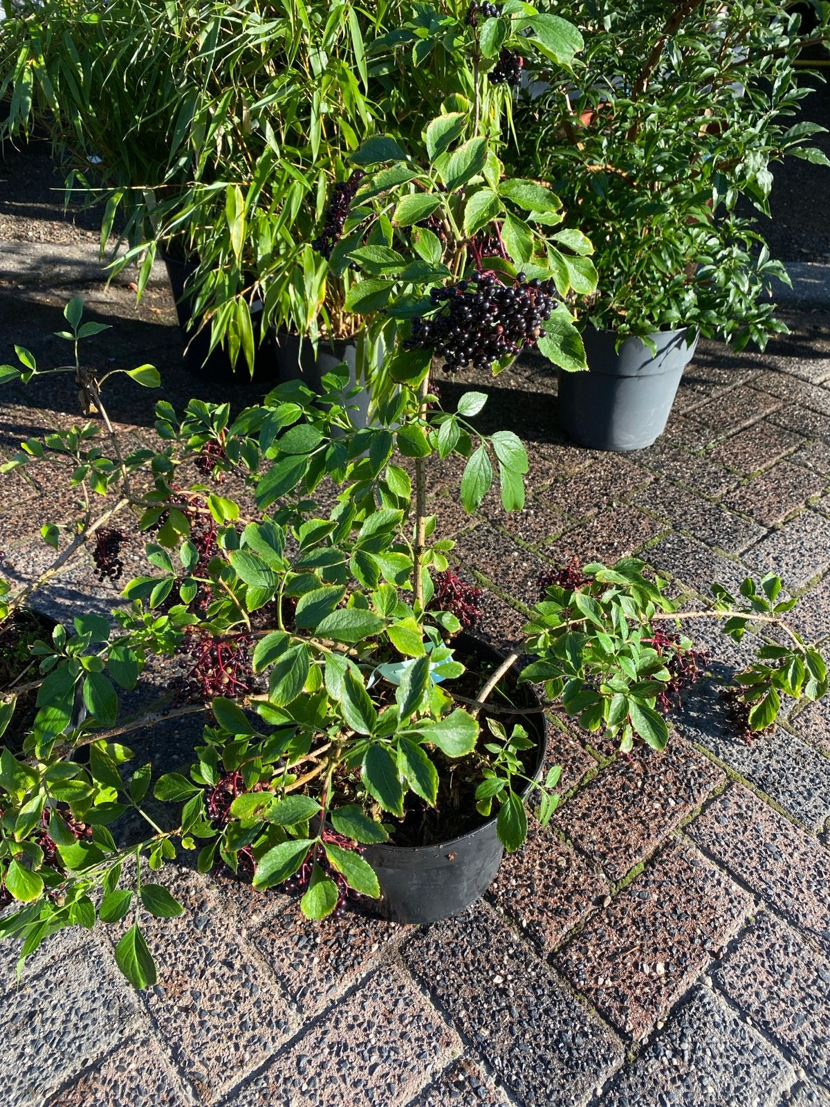 Sambucus nigra 'Haidegg' - Zwarte Vlier, Ophalen, Volle zon, Vaste plant, Zomer