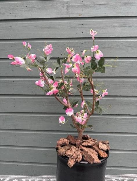 Nieuw handmade lathyrus boom, Ophalen, Nieuw