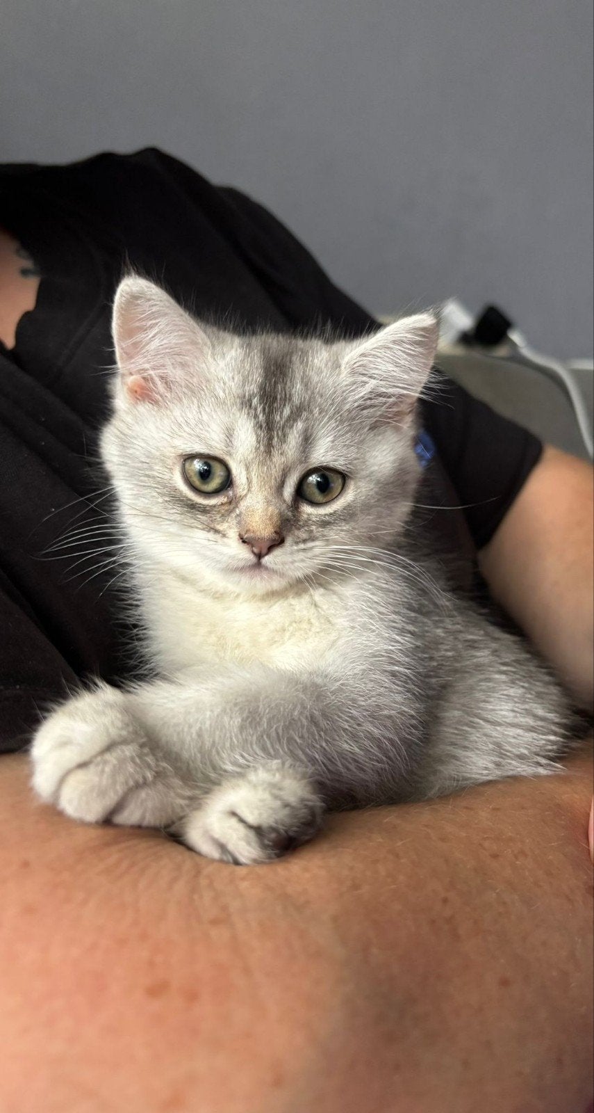 britse korthaar poesje, Poes, Gechipt