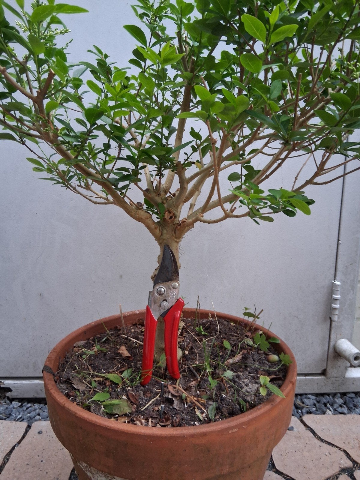 Pre-bonsai/tuinboom liguster, Ophalen, Overige soorten