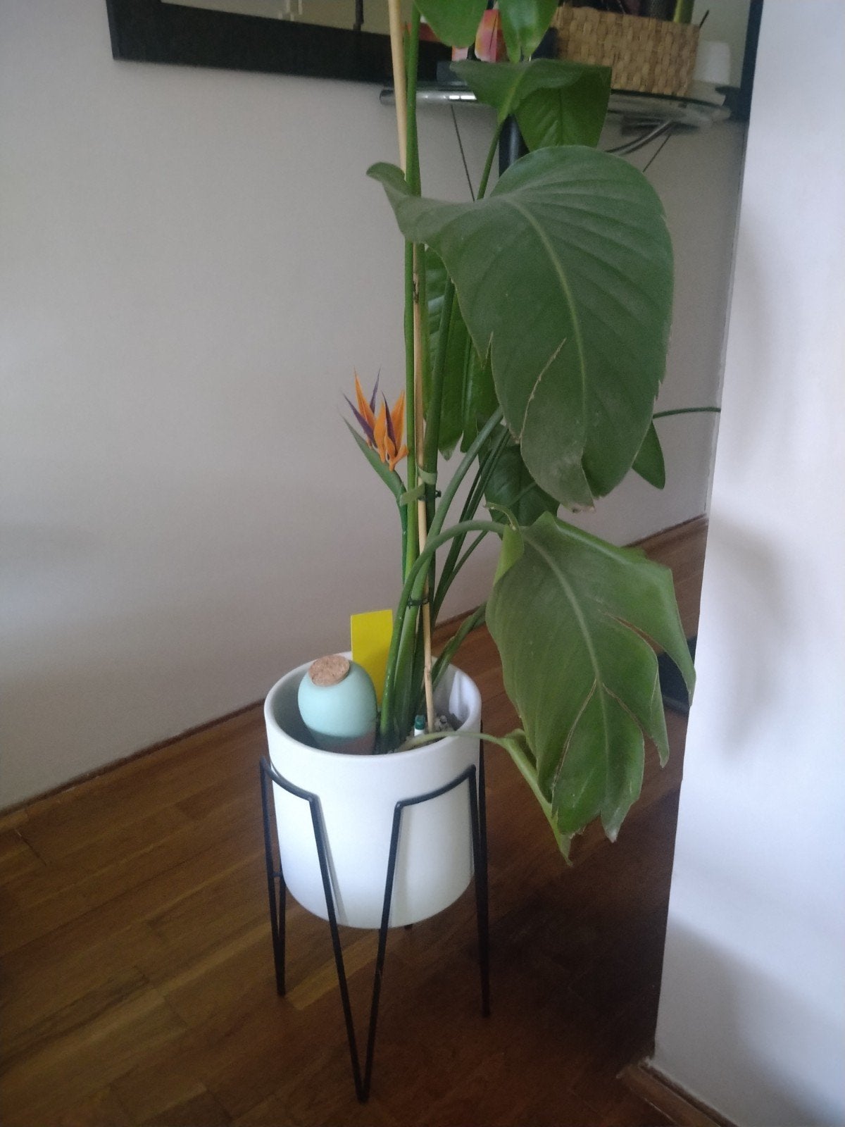 Strelitzia Reginae (Paradijsvogelbloem) in pot, Ophalen