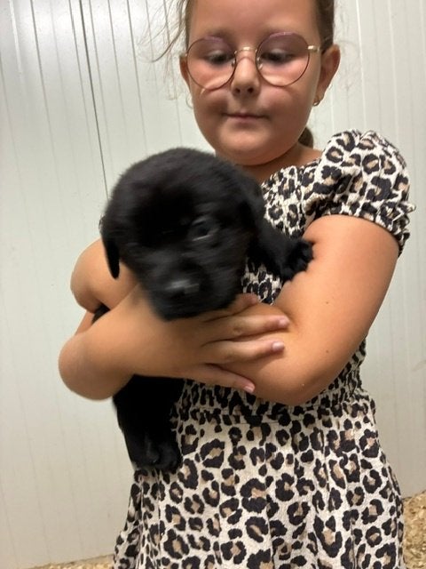 Leuke, spontane zwarte labrador pups met stamboom te koop, Parvo, 8 tot 15 weken, Labrador retriever, Meerdere