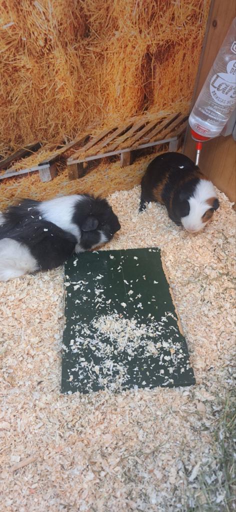 Mooie cavia beertjes, Dieren en Toebehoren, Knaagdieren, Maart, Mannelijk, Cavia