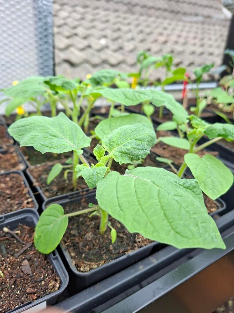 Biologische Ananaskers plantjes, Ophalen, Minder dan 100 cm, Overige soorten, Zomer