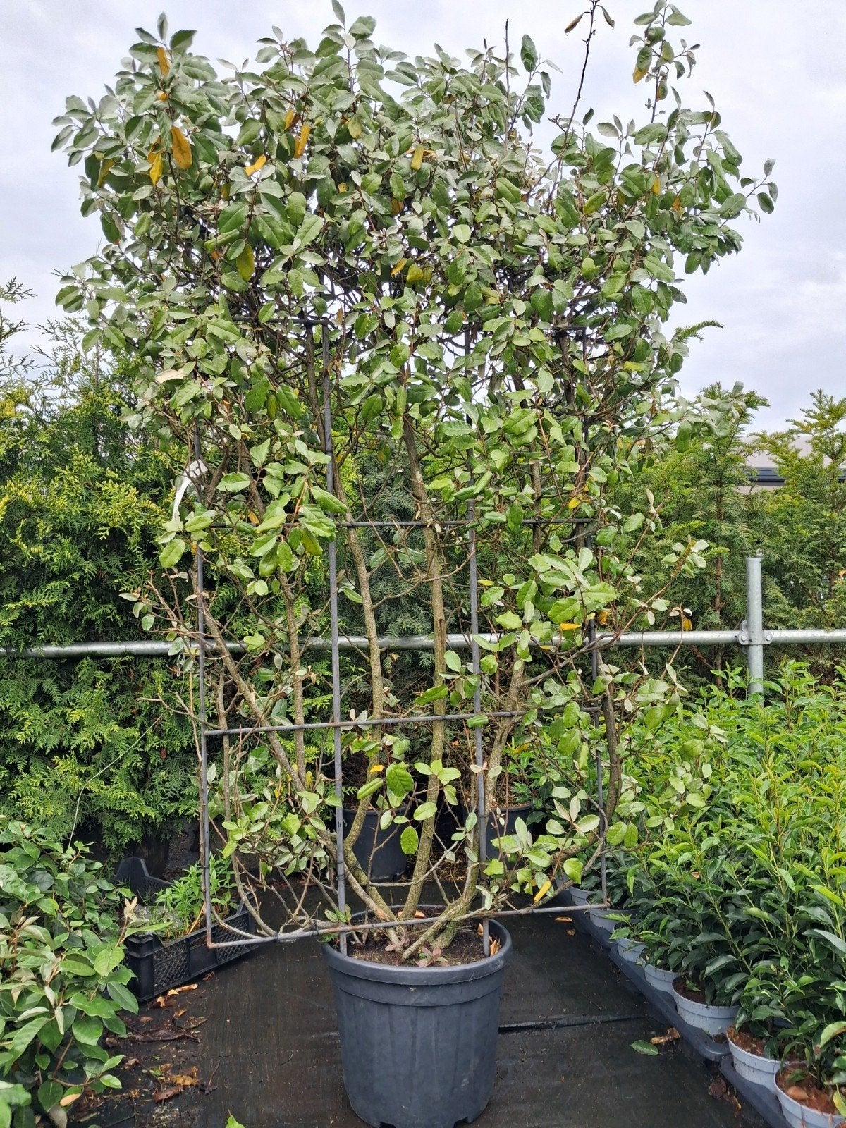 Wintergroene Elaeagnus ebbingei - Olijfwilg kantenklaar haag, Ophalen of Verzenden, Laurier, Struik