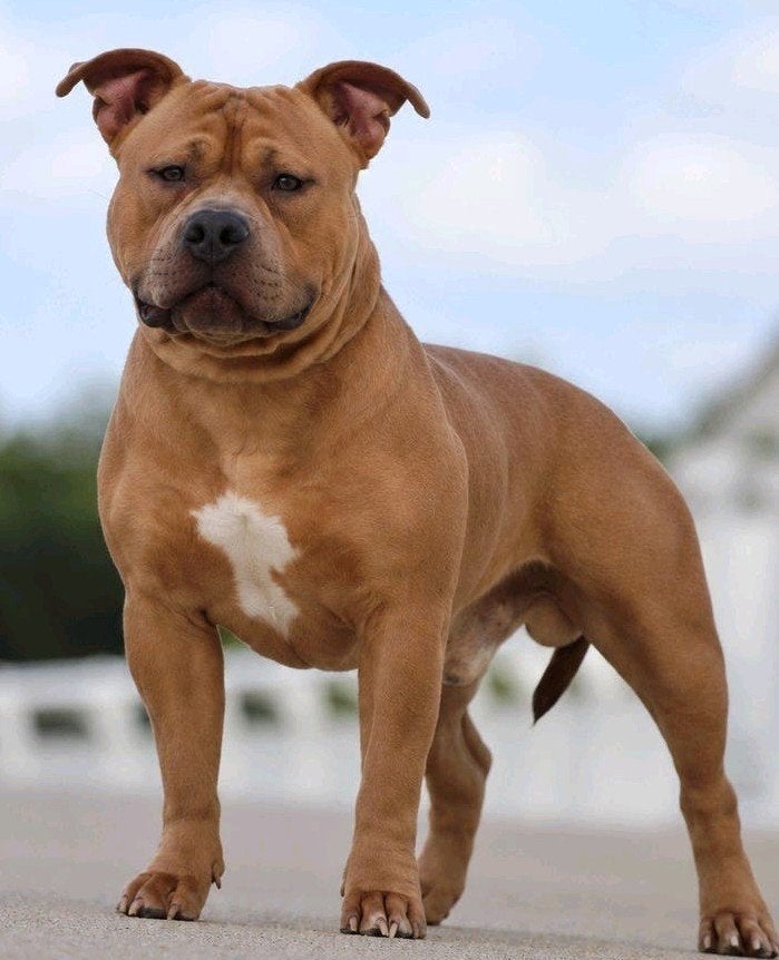 American Bully Standard Dekreu ABKC *zie omschrijving, Dieren en Toebehoren, 1 tot 2 jaar, Eén hond, Nederland, Particulier