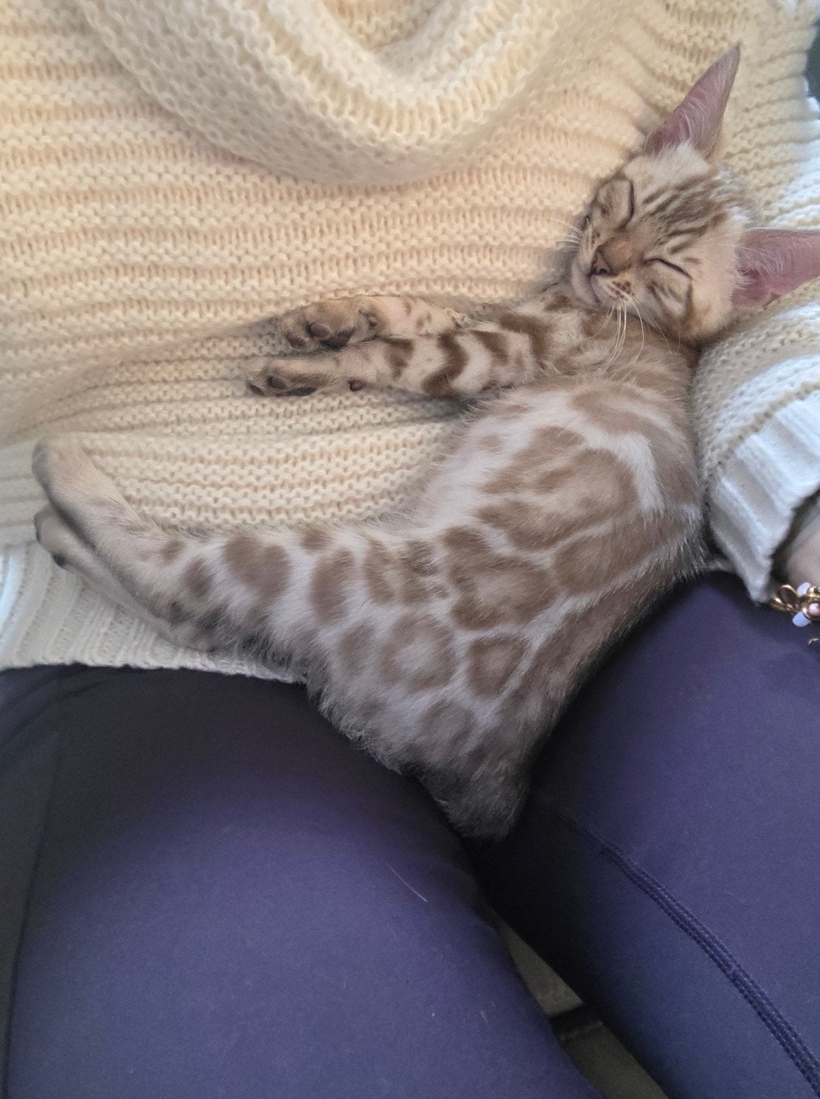 Beautiful Snow Bengal Kitten, Kater, Gechipt