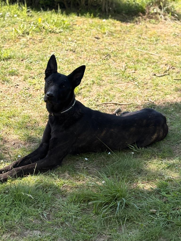 Hollandse herder teef, 1 tot 2 jaar, Teef, Meerdere, Herder