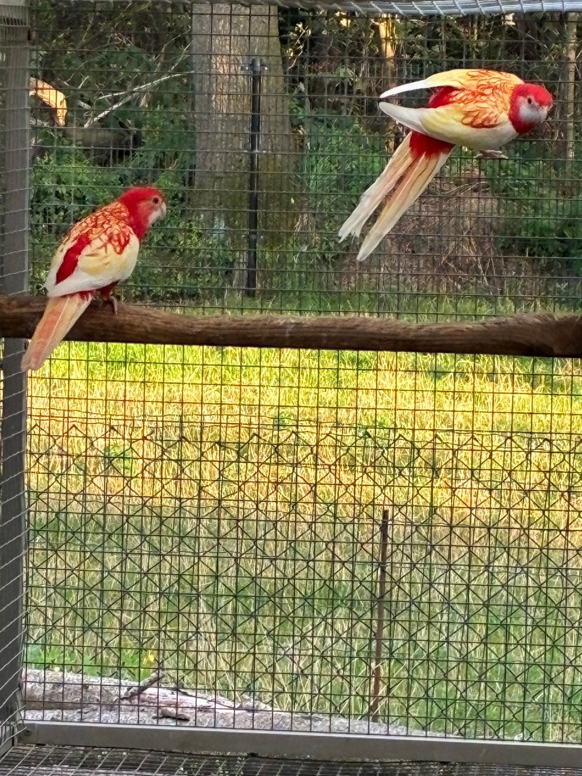 Koppel rubino rosellas tekoop 2026 vast geringd., Dieren en Toebehoren, Meerdere dieren, Geringd