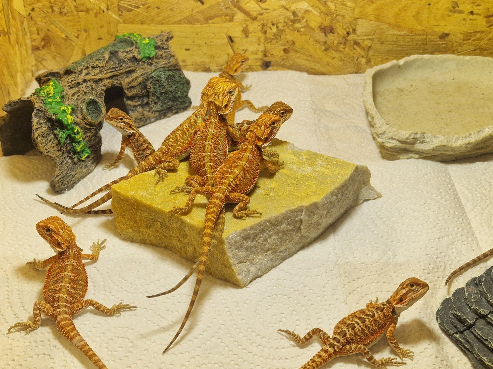 NAKWEEK BAARDAGAMEN – RED MONSTER HYPO, Slang, 0 tot 2 jaar