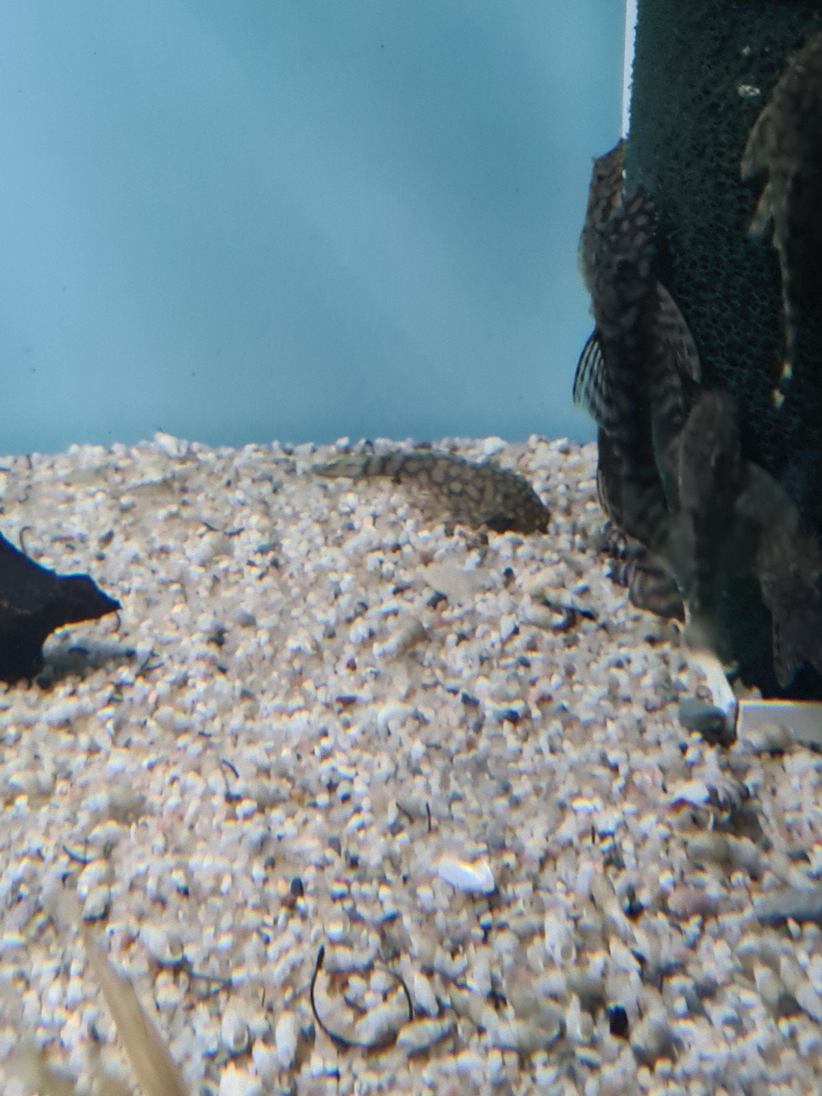 L519 algeneter, Pleco, Ancistrus Sp. L519,, Vis, Zoetwatervis