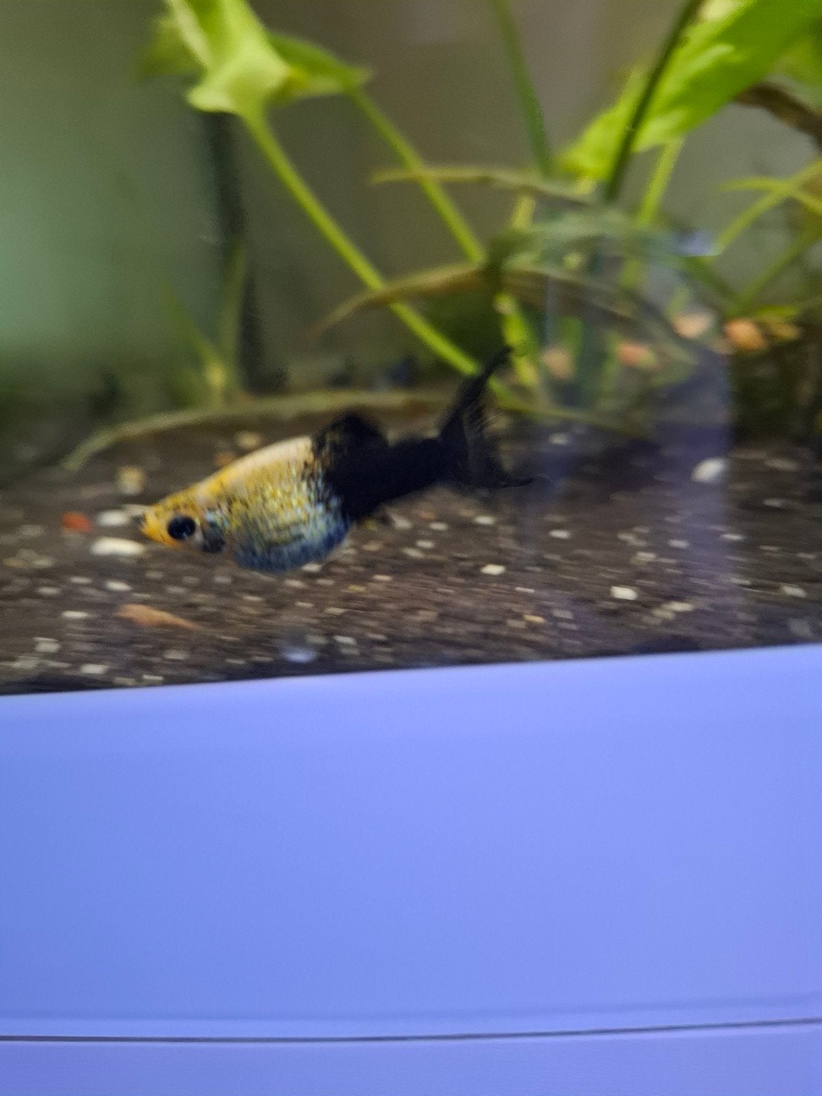 Molly Black yellow, Dieren en Toebehoren, Vissen | Aquariumvissen, Vis