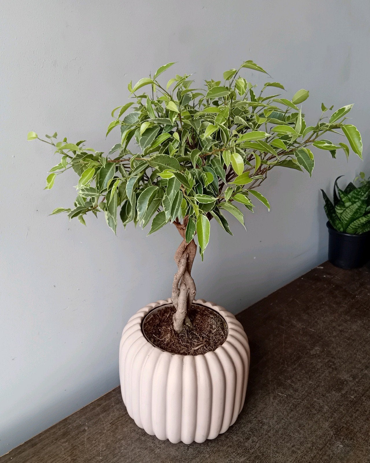 Kamerplant 40cm ficus bonsai, Ophalen, Halfschaduw, In pot, Minder dan 100 cm