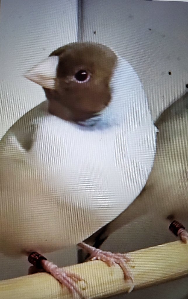 Gezocht koppel satinet gouldamadines, Dieren en Toebehoren, Meerdere dieren, Tropenvogel, Geringd