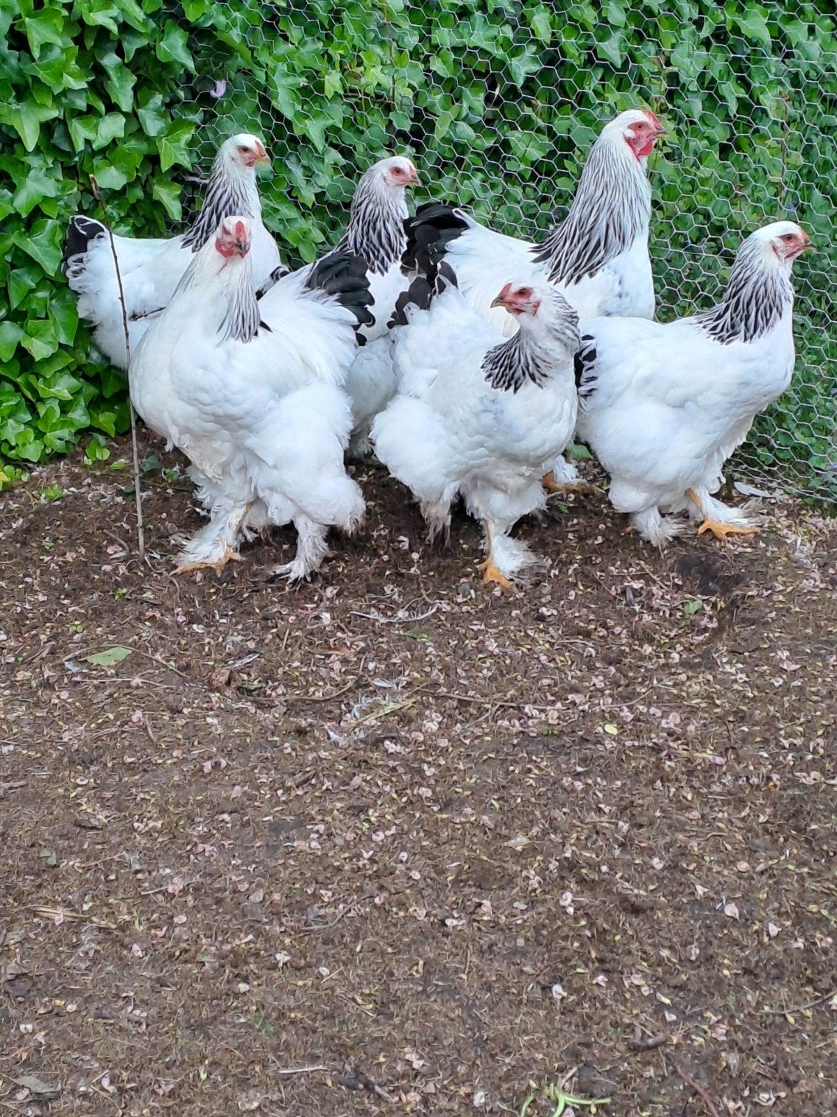 Brahma haan, Dieren en Toebehoren, Pluimvee, Mannelijk, Kip