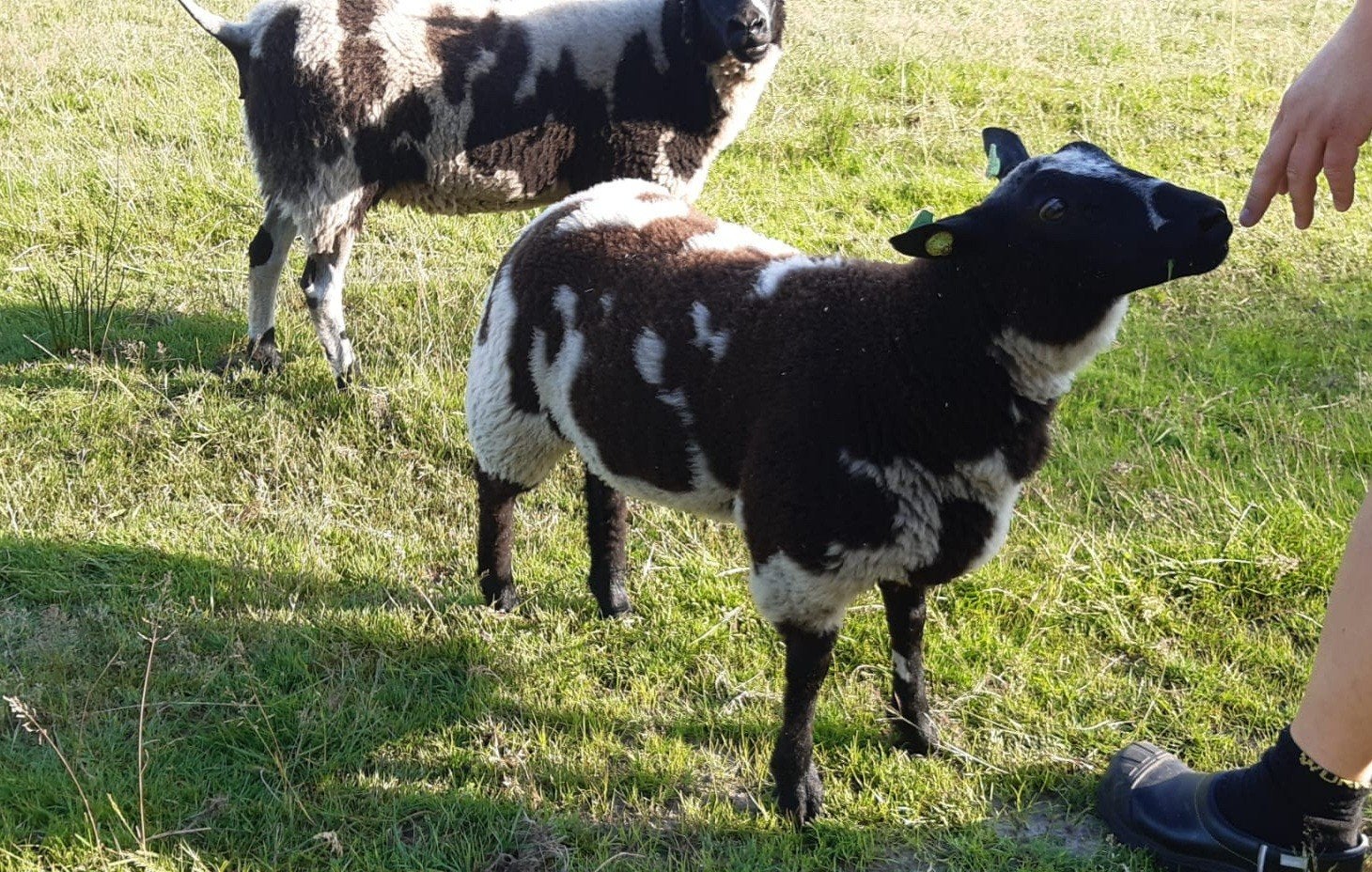 Mooie bonte (dek) ram aangeboden, Dieren en Toebehoren, Mannelijk, Schaap, 0 tot 2 jaar