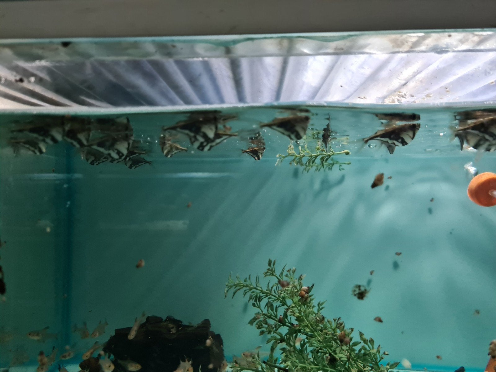 Bijlzalmen, Carnegiella Strigata, marmerbijlzalm, Dieren en Toebehoren, Vis