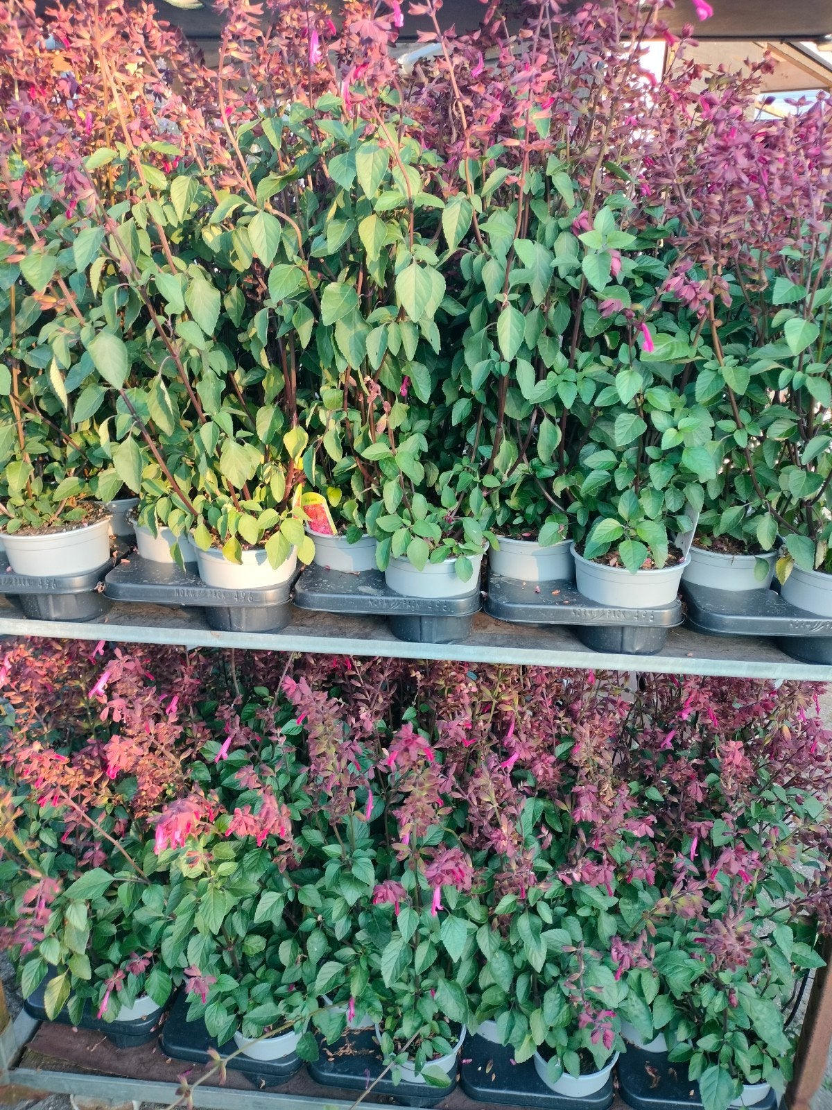 UITZOEKEN! Diverse VASTE PLANTEN - 80 STUKS, Tuin en Terras, Ophalen, Overige soorten, Volle zon