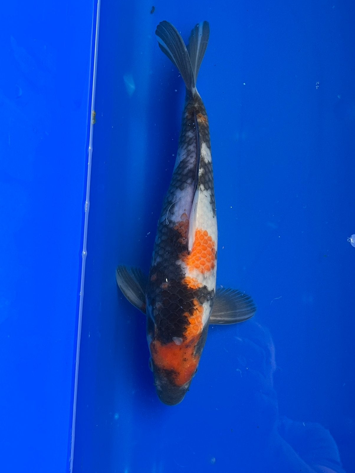 Showa 32cm, Dieren en Toebehoren, Karper of Koi