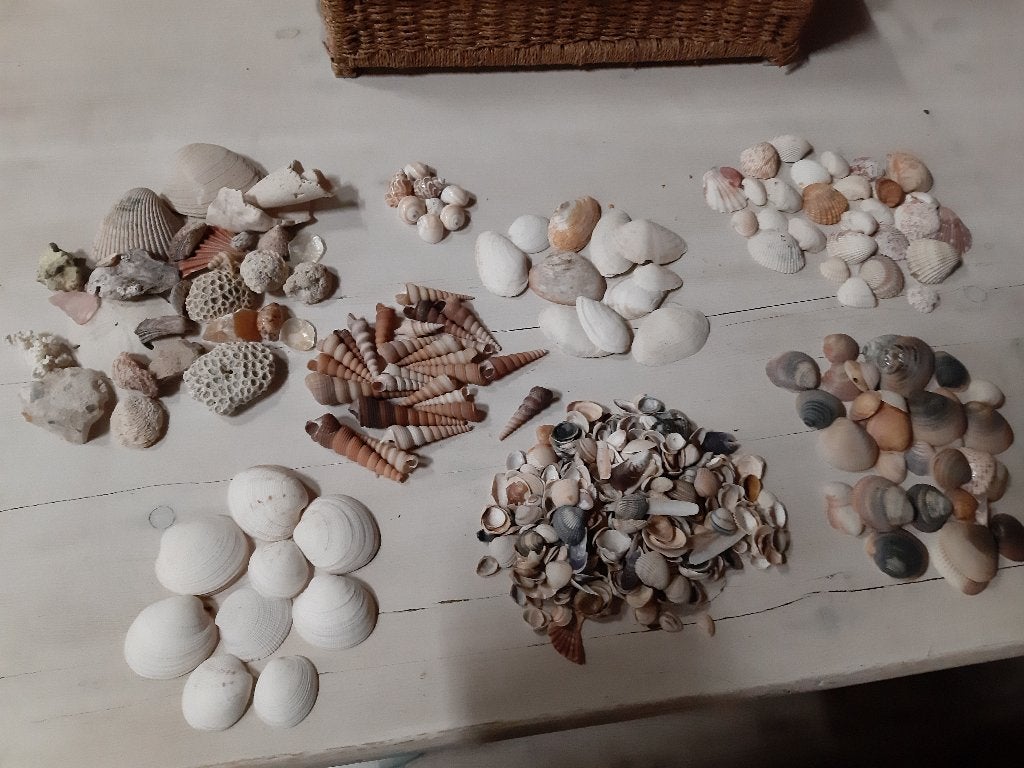 Exclusieve en uitgebreide verzameling schelpen, Ophalen of Verzenden, Schelp(en)