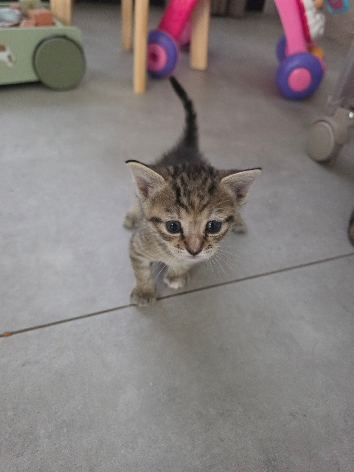 kitten poes, Poes