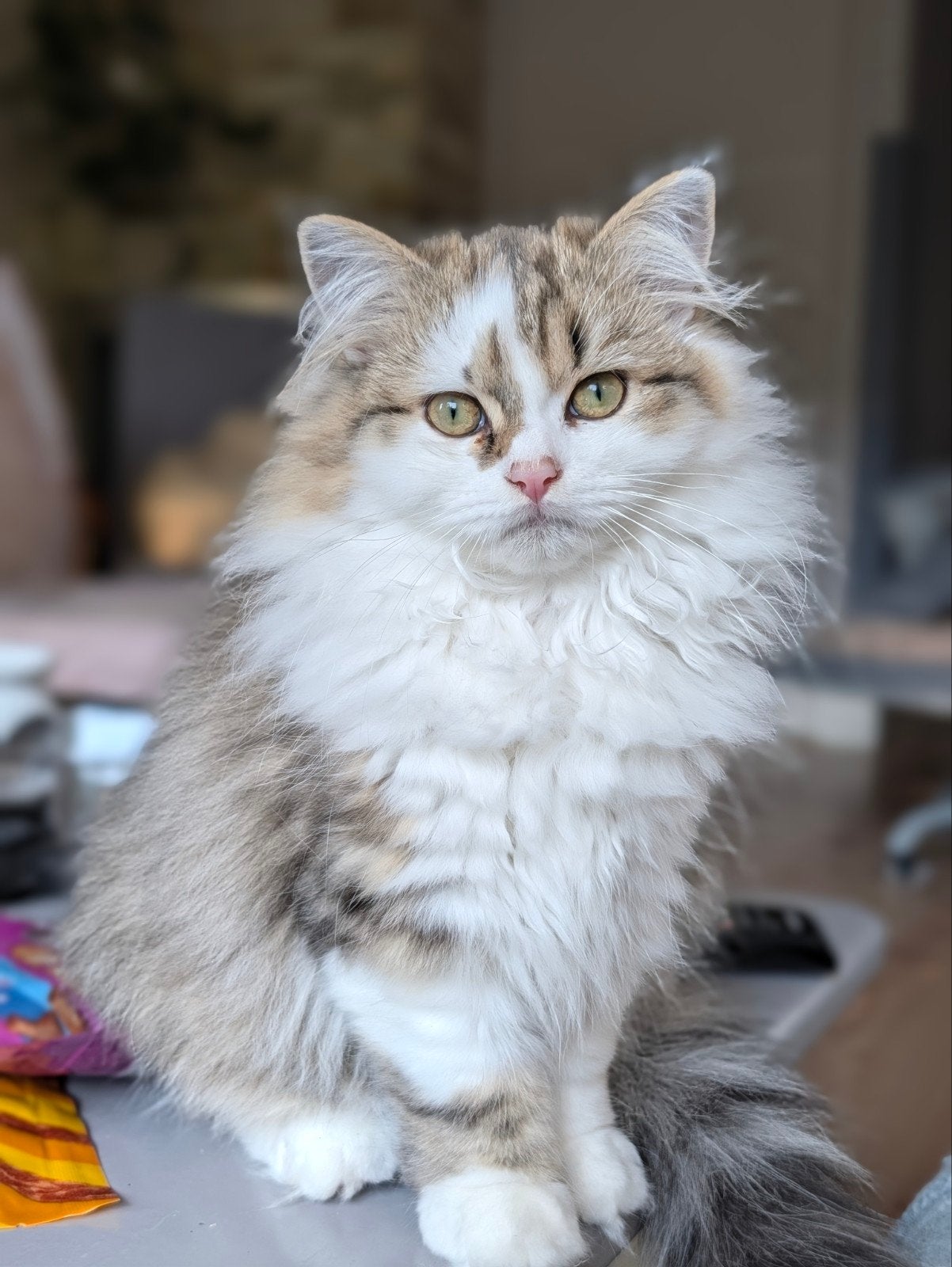 Britse kittens raszuiver black golden tabby & white, Meerdere dieren, Gechipt, 0 tot 2 jaar