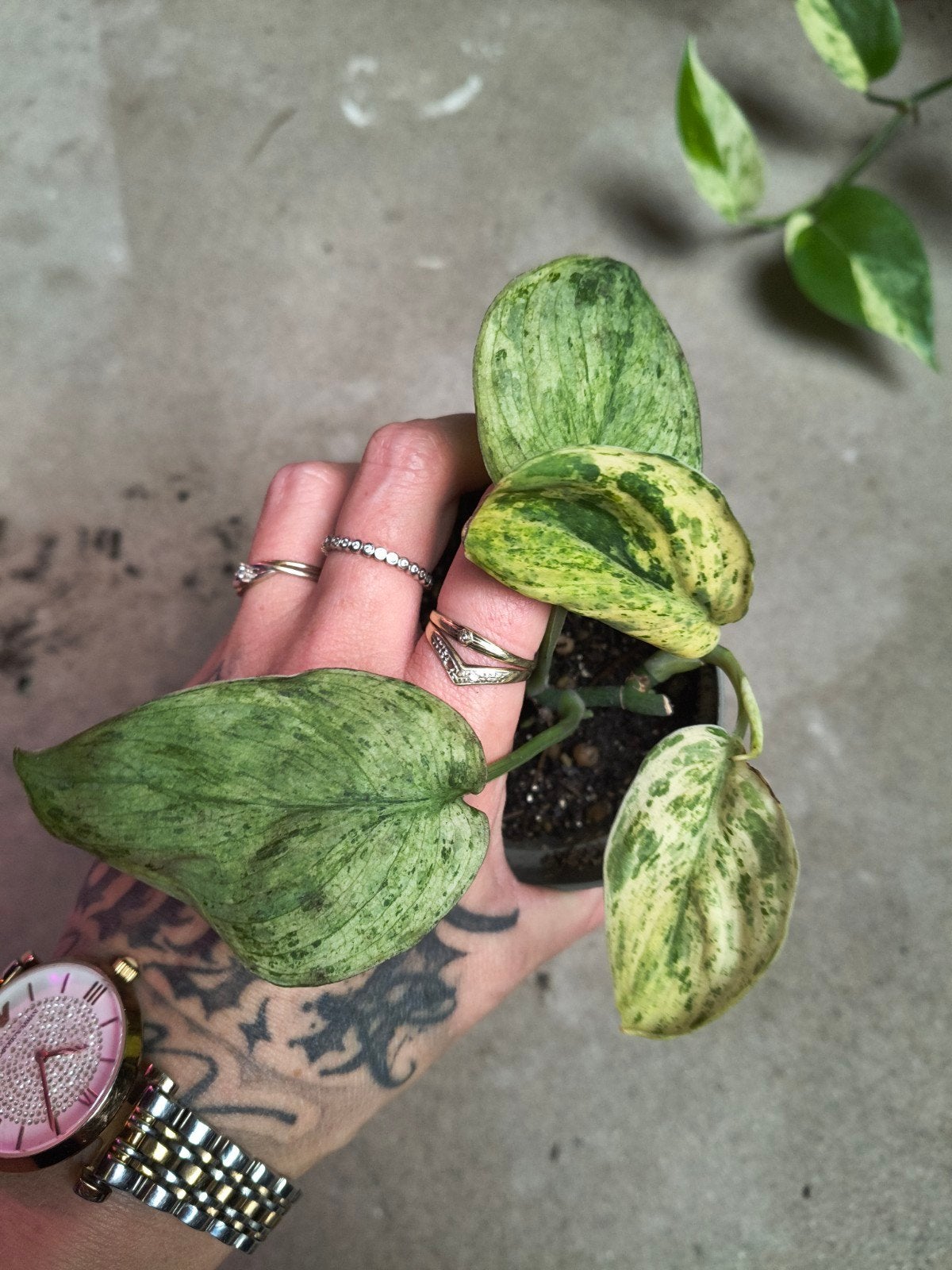 Scindapsus Grokii Mint Variegata plant, Ophalen of Verzenden, Halfschaduw, Minder dan 100 cm