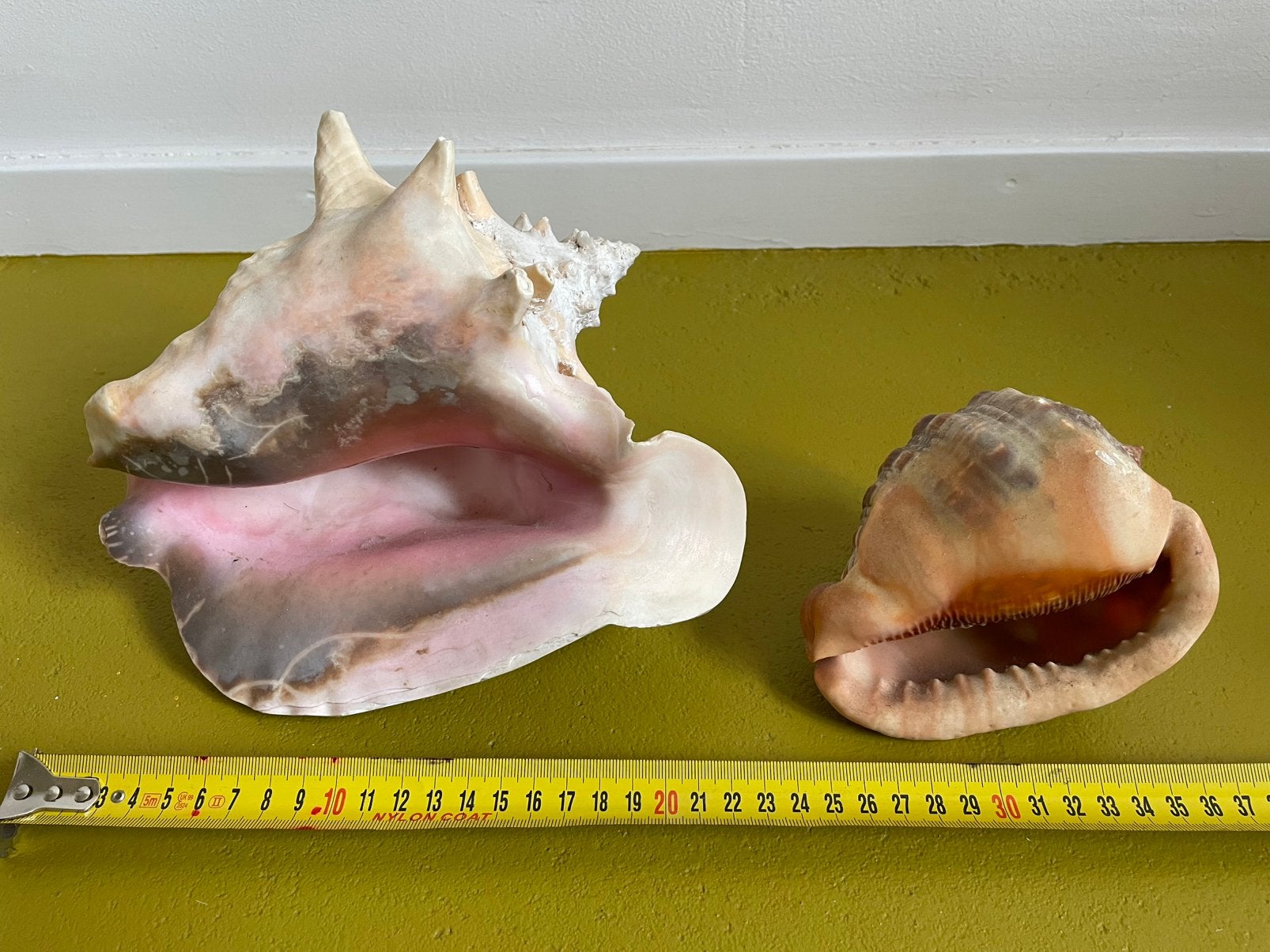 Grote Roze Vleugelschelp (Conch) & Helmschelp, Verzamelen, Ophalen of Verzenden, Schelp(en)