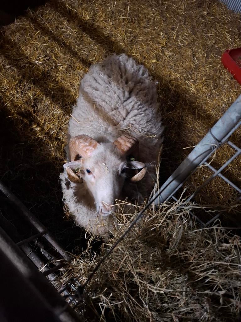 Mooie witte ouessant ram met stamboom, Dieren en Toebehoren, Mannelijk, Schaap, 0 tot 2 jaar